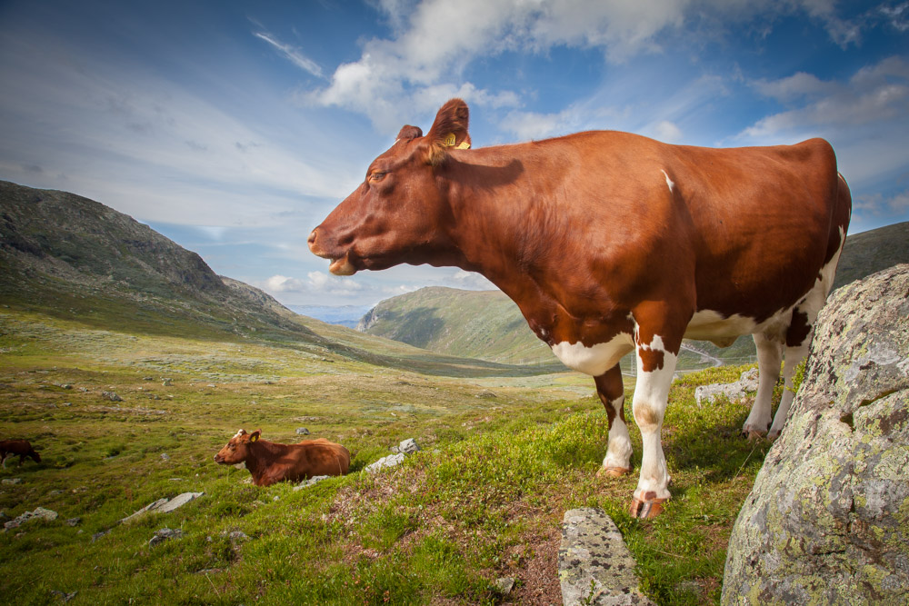 Cows along TIndevegen. Photo: John Einar Sandvand
