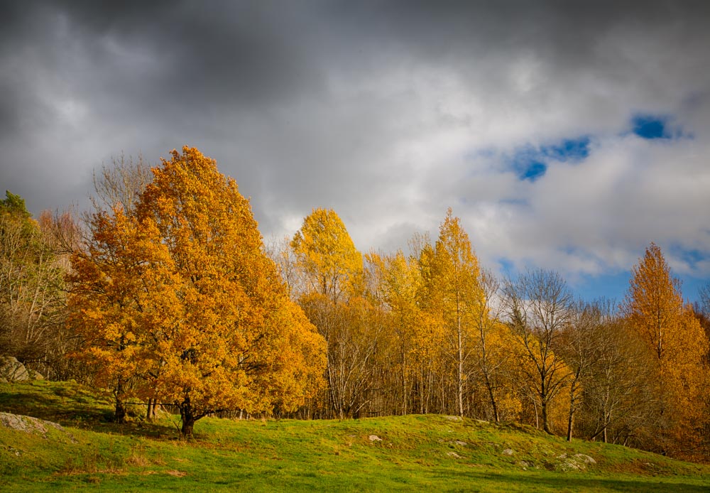 Yellow trees - the most typical of the autumn colors. Photo: John Einar Sandvand