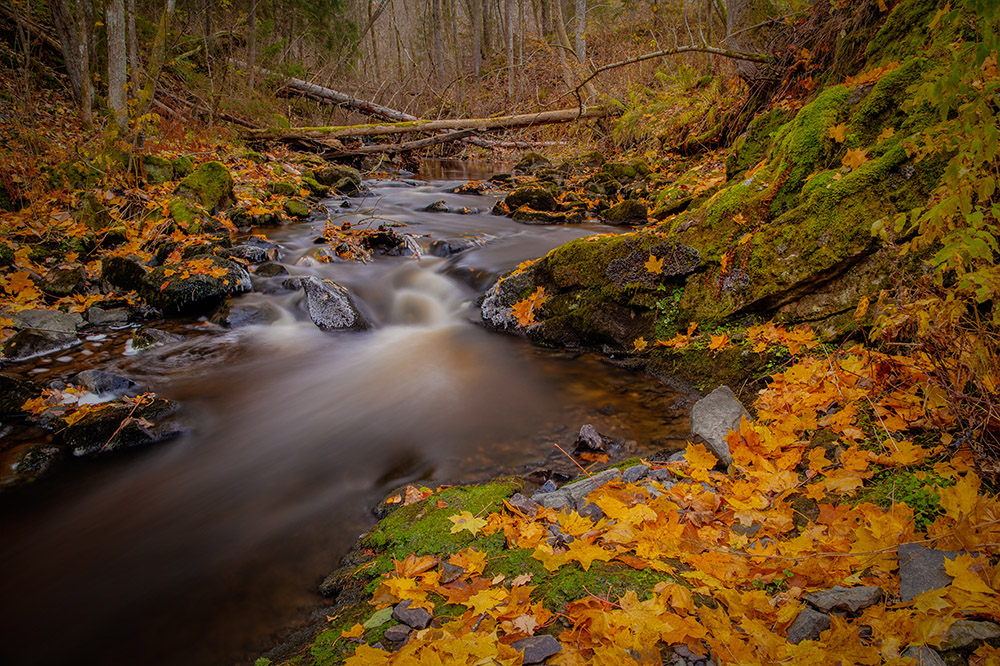 A little further down the creek in Solbukta the autumn colors were still very strong. Photo: John Einar Sandvand