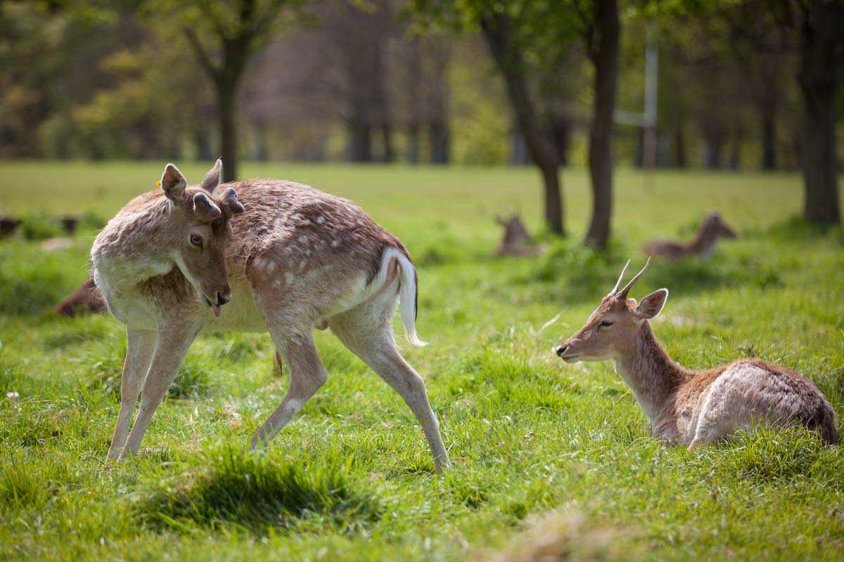 Deer in Phoenix Park in Dublin. Photo: John Einar Sandvand