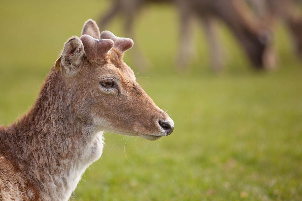 Deer in Phoenix Park in Dublin. Photo: John Einar Sandvand
