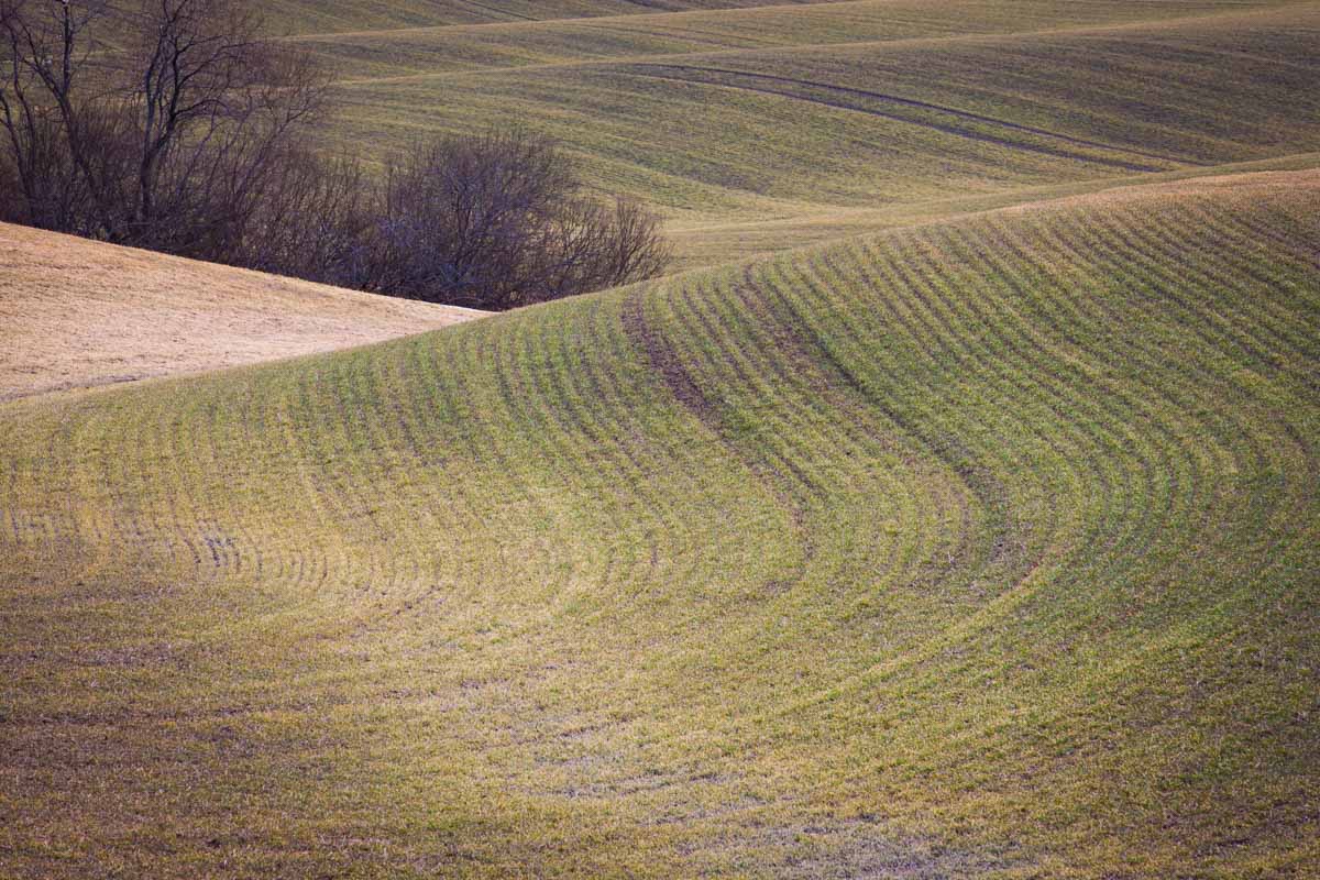 Also in Kroer earlier in the spring, but in this shot I included a line of trees I felt fit nicely into the farm waves. Photo: John Einar Sandvand