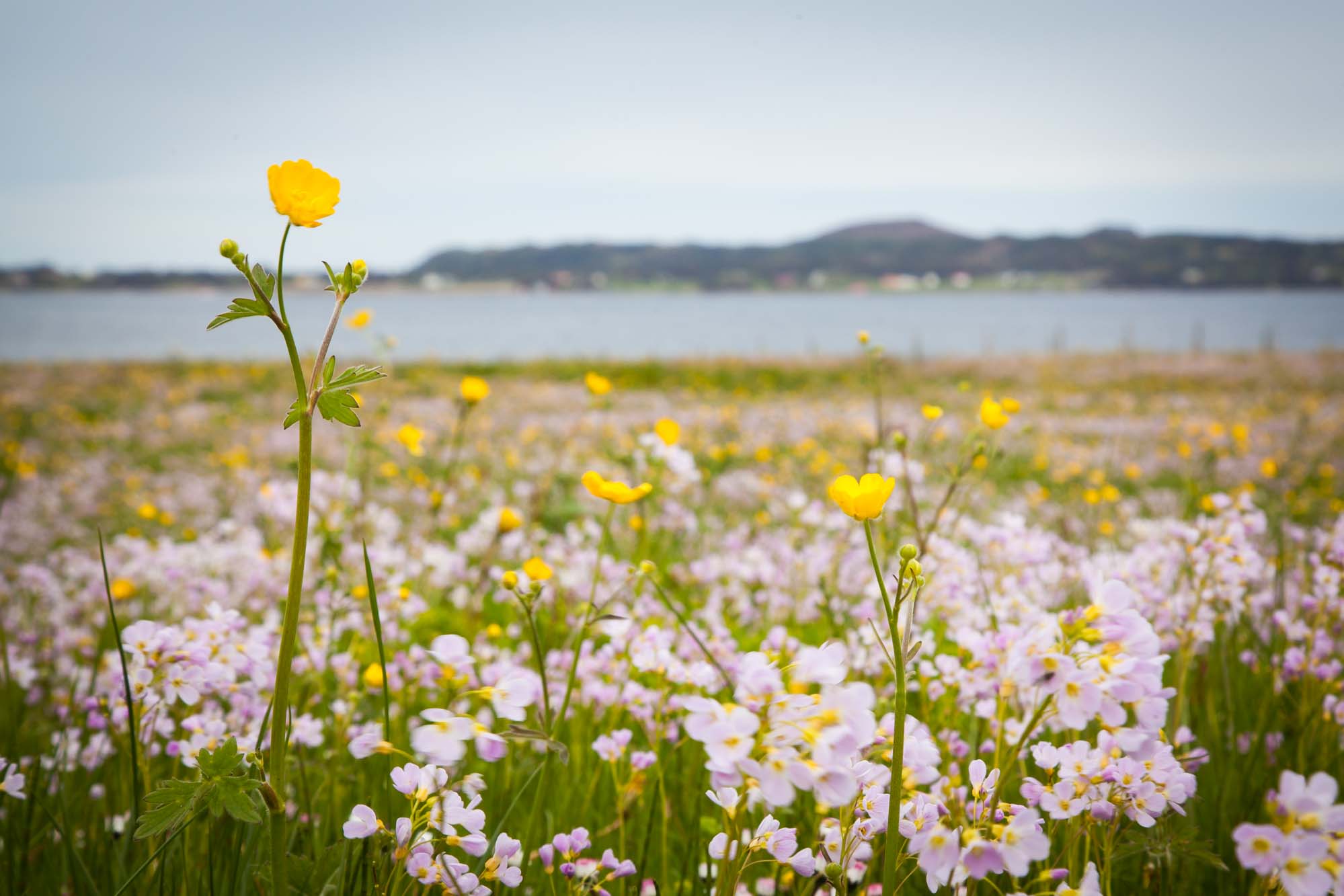 Flower field at Haramsøy, Norway. Photo: John Einar Sandvand